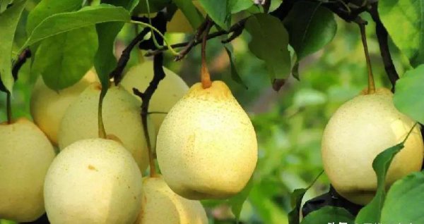 河北的特产是什么最出名