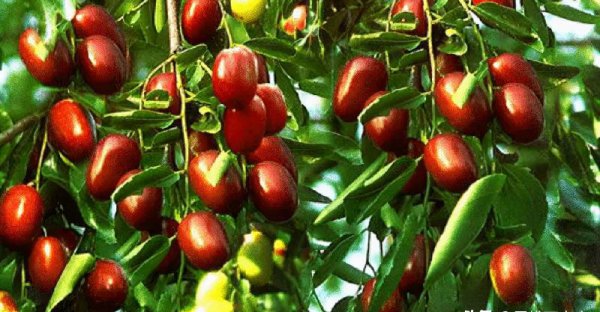 河北的特产是什么最出名