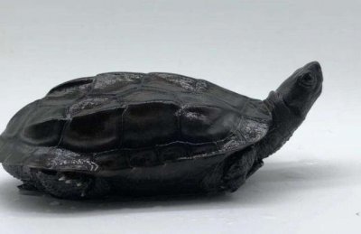 为什么墨龟才是风水龟 养墨龟的风水讲究与寓意