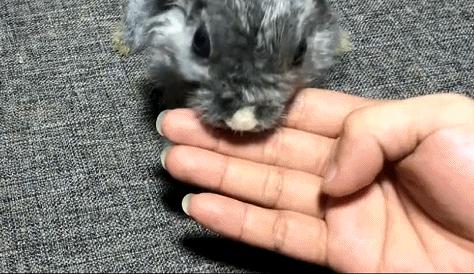 兔子吃自己的粪便怎么回事