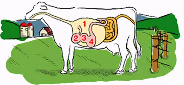 兔子吃自己的粪便怎么回事