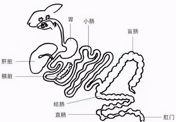 兔子吃自己的粪便怎么回事