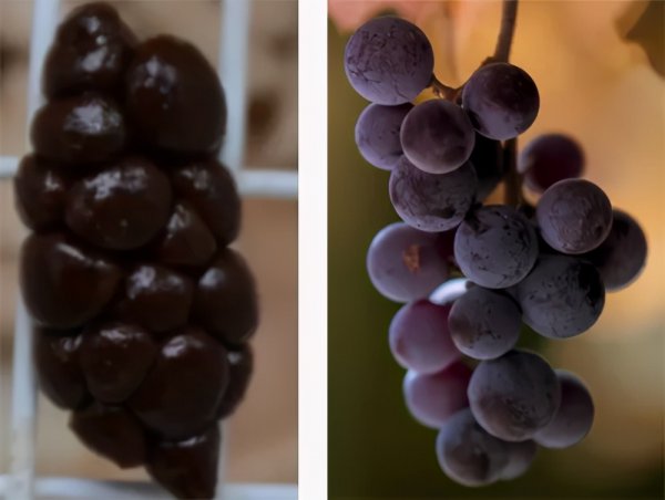 兔子吃自己的粪便怎么回事