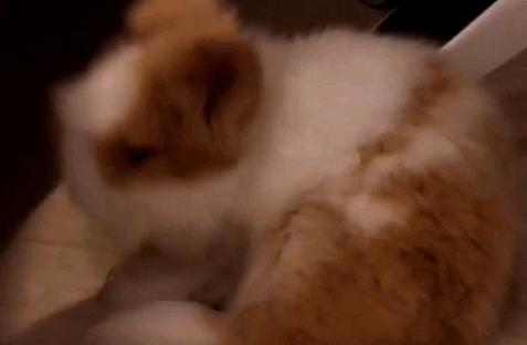 兔子吃自己的粪便怎么回事