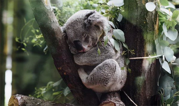 兔子吃自己的粪便怎么回事