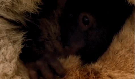 兔子吃自己的粪便怎么回事