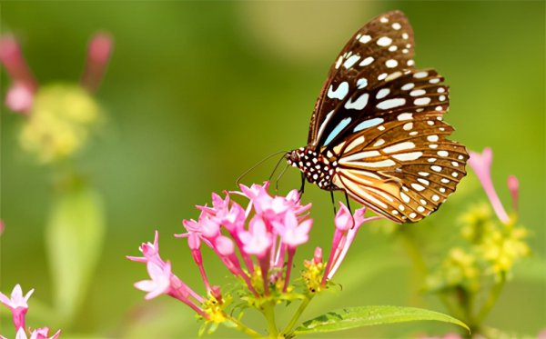 兔子吃自己的粪便怎么回事