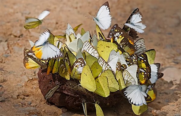 兔子吃自己的粪便怎么回事