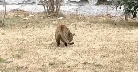 兔子吃自己的粪便怎么回事