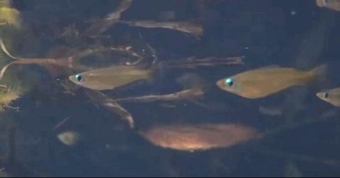 兔子吃自己的粪便怎么回事