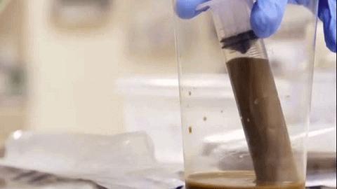 兔子吃自己的粪便怎么回事