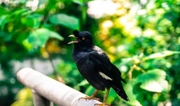 世界上最漂亮的鸟的名字叫什么