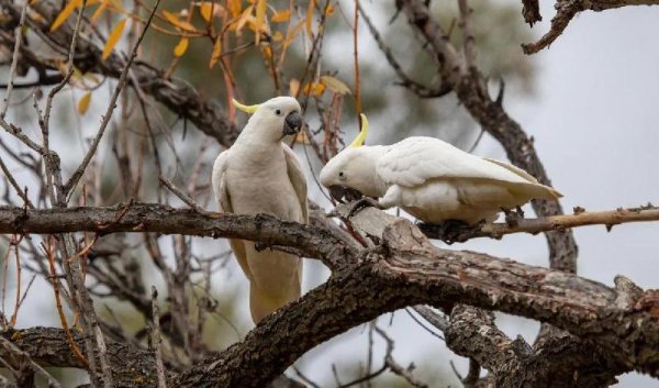 世界上最漂亮的鸟的名字叫什么