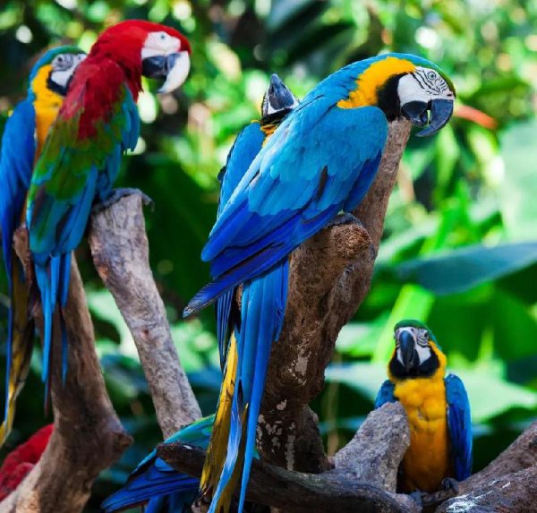 世界上最漂亮的鸟的名字叫什么