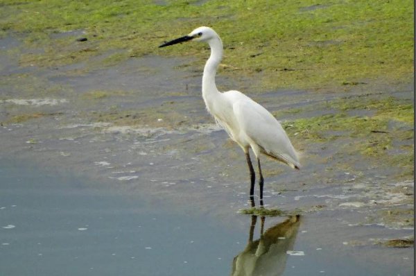 世界上最漂亮的鸟的名字叫什么