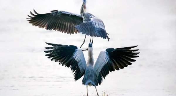 世界上最漂亮的鸟的名字叫什么