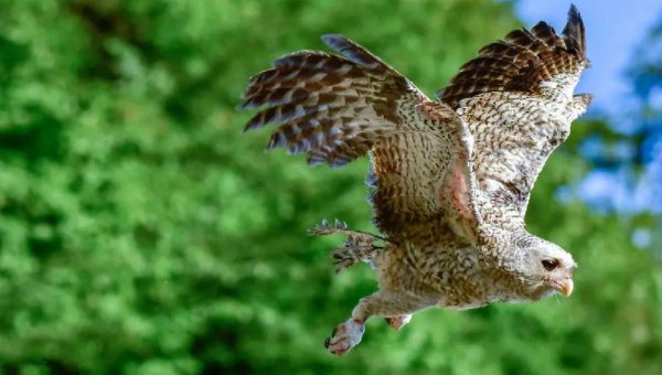 世界上最漂亮的鸟的名字叫什么