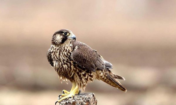 世界上最漂亮的鸟的名字叫什么