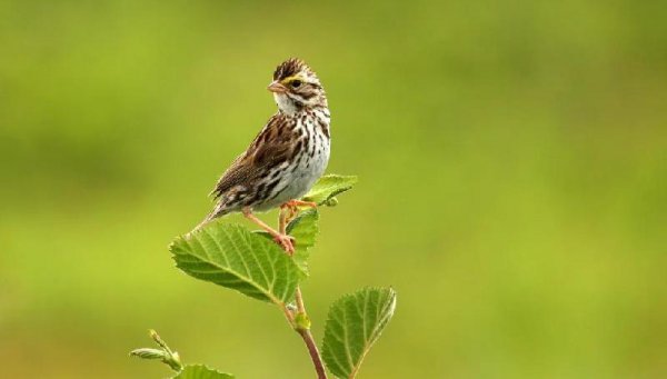 世界上最漂亮的鸟的名字叫什么