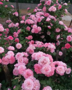 多季开花的藤本月季排名 四季开花香味浓的藤本月季