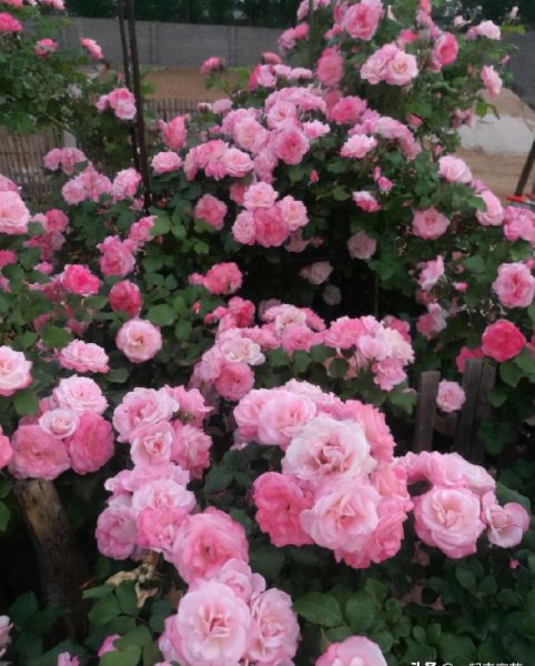 多季开花的藤本月季排名