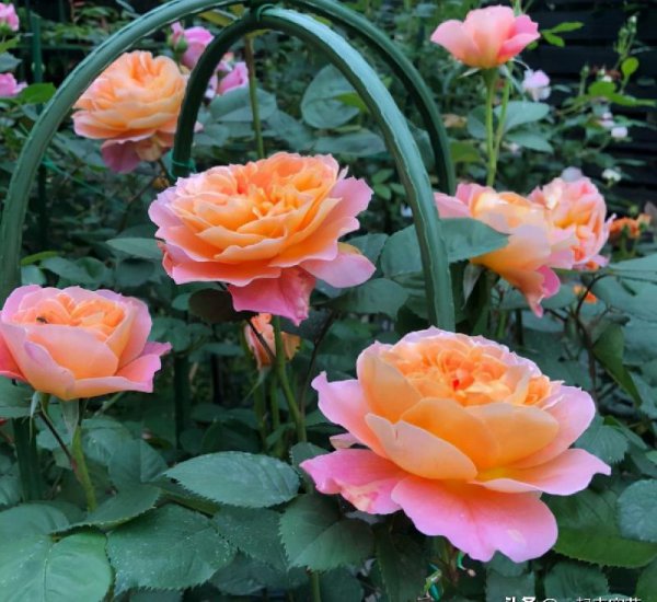 多季开花的藤本月季排名