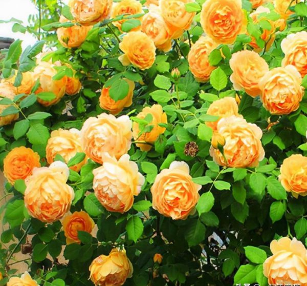 多季开花的藤本月季排名