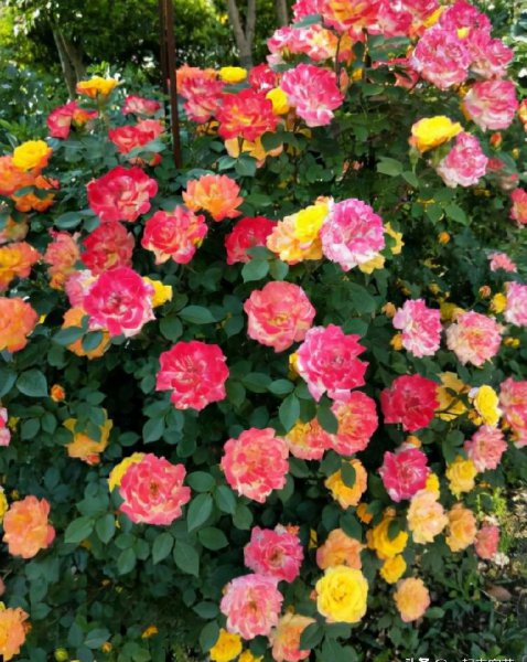 多季开花的藤本月季排名
