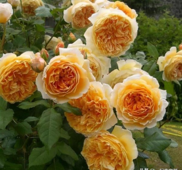 多季开花的藤本月季排名