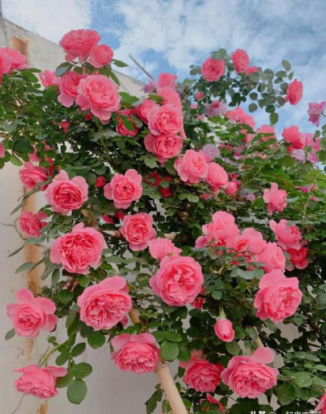 多季开花的藤本月季排名