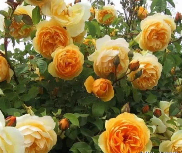 多季开花的藤本月季排名