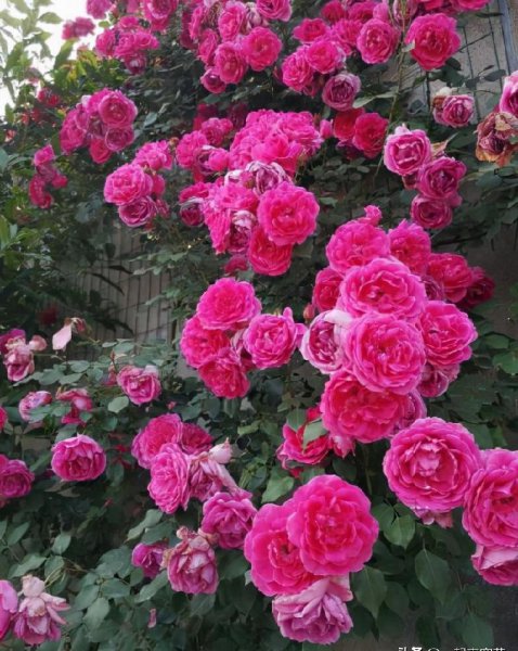 多季开花的藤本月季排名