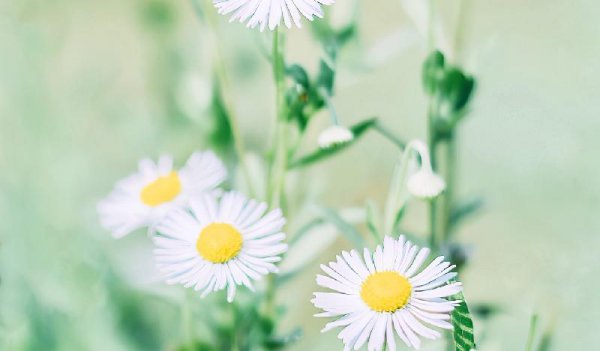 挽回摩羯男的必杀技