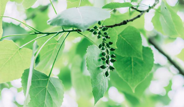 挽回摩羯男的必杀技
