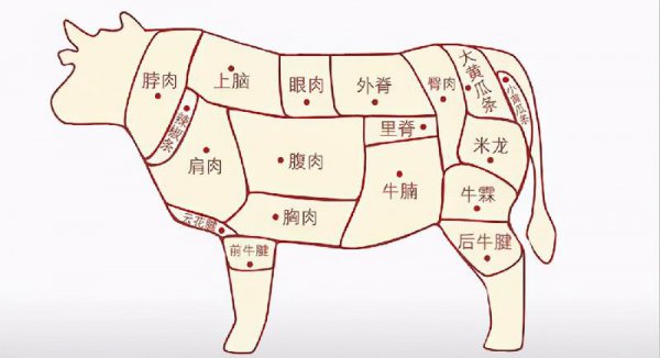 牛腩是牛的哪个部位