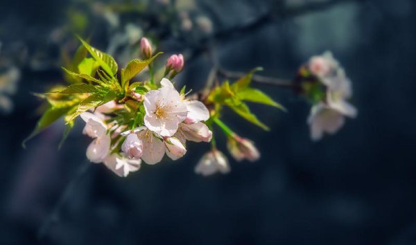 怎么放下一个深爱的人