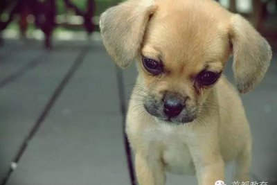 世事难料命运多舛是什么意思 怎么理解成语命运多舛