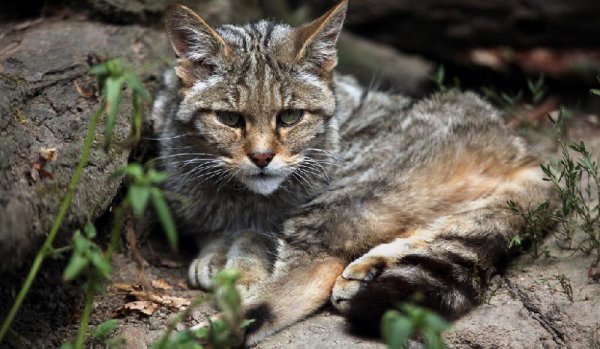 世界上最大的猫科动物排名前十名