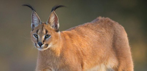 世界上最大的猫科动物排名前十名