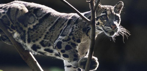 世界上最大的猫科动物排名前十名