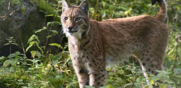 世界上最大的猫科动物排名前十名