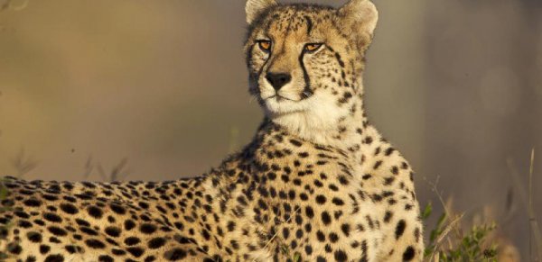 世界上最大的猫科动物排名前十名