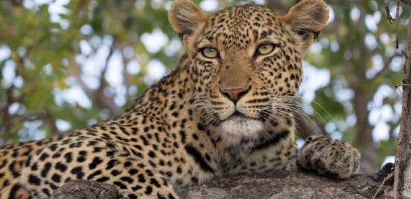 世界上最大的猫科动物排名前十名