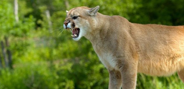 世界上最大的猫科动物排名前十名