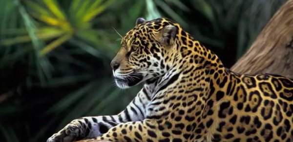 世界上最大的猫科动物排名前十名