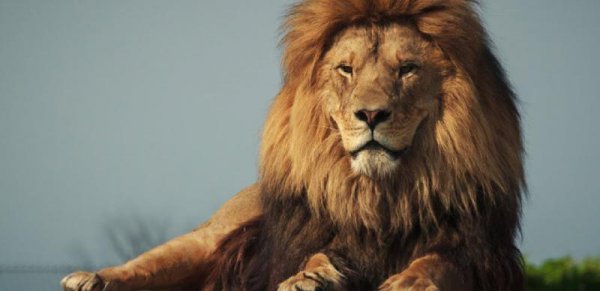 世界上最大的猫科动物排名前十名