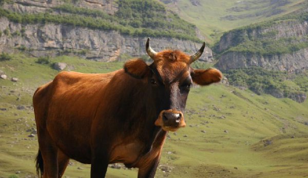 牛眼泪真的可以看见鬼吗求真相