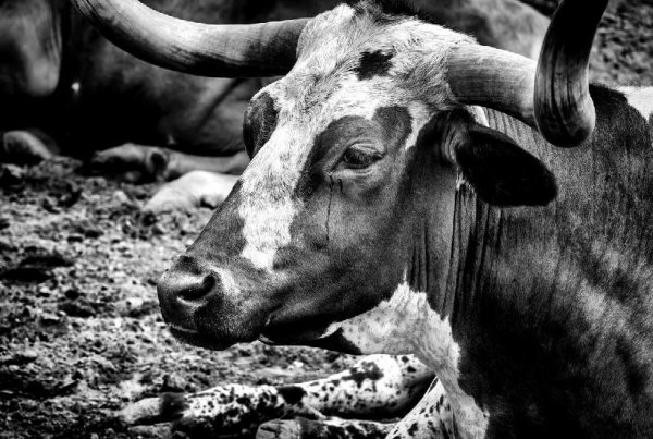 牛眼泪真的可以看见鬼吗求真相