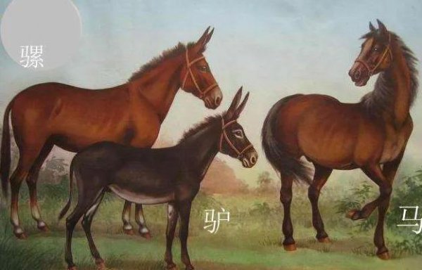 人类与黑猩猩杂交实验