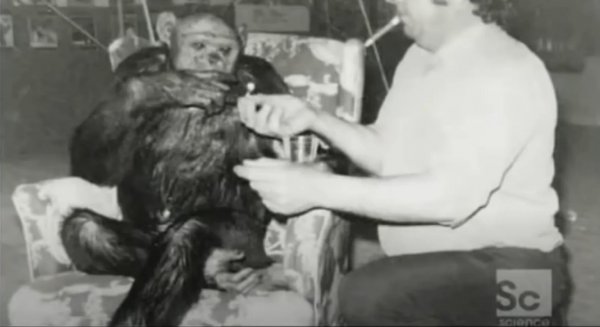 人类与黑猩猩杂交实验